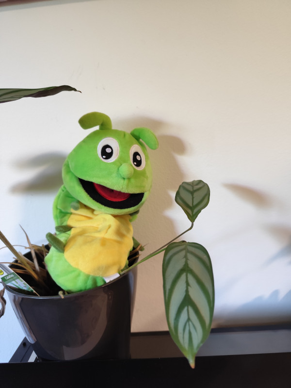Unser Maskottchen Freddy